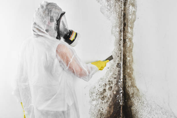 Best Commercial Mold Remediation in Atkins, VA