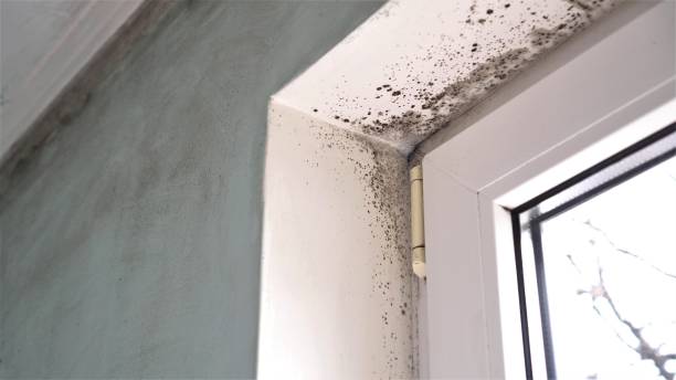 Best Preventive Mold Services in Atkins, VA