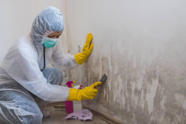 Best Insurance-Related Mold Remediation in Atkins, VA