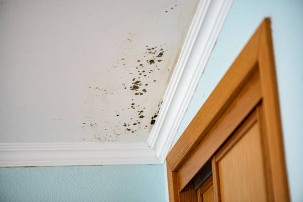 Best Black Mold Remediation in Atkins, VA