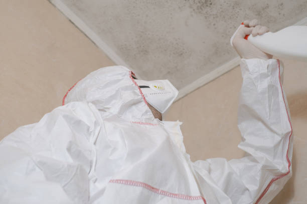 Best Emergency Mold Remediation in Atkins, VA